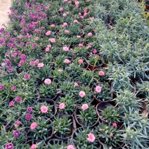 康乃馨，盆栽花卉基地销售苗圃销售优质苗