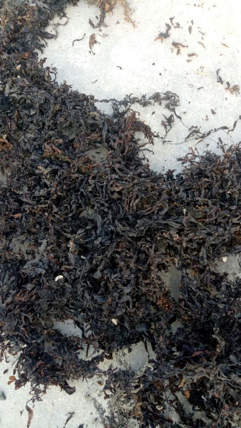 清水洗的海藻，咸水海藻