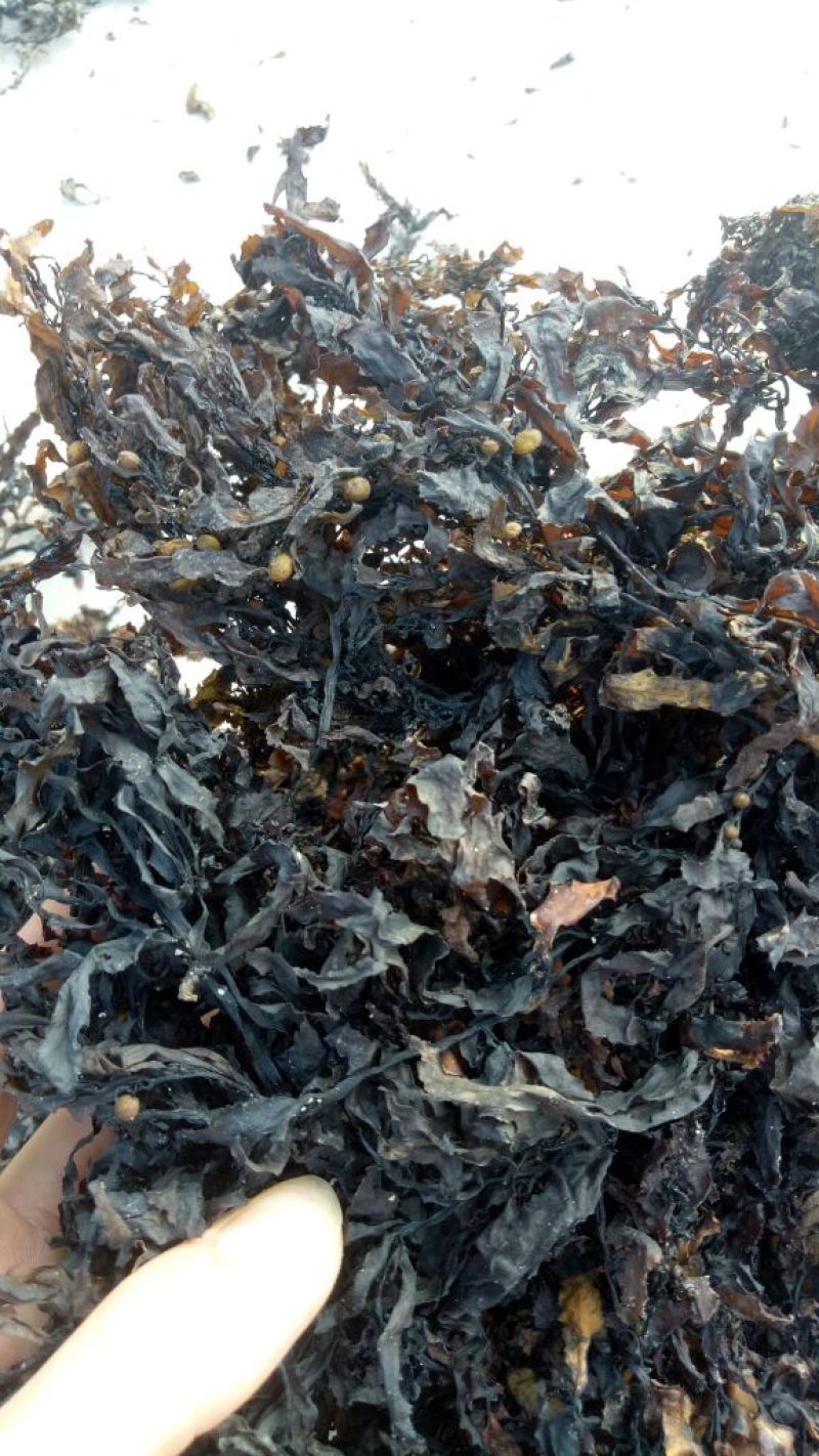 清水洗的海藻，咸水海藻