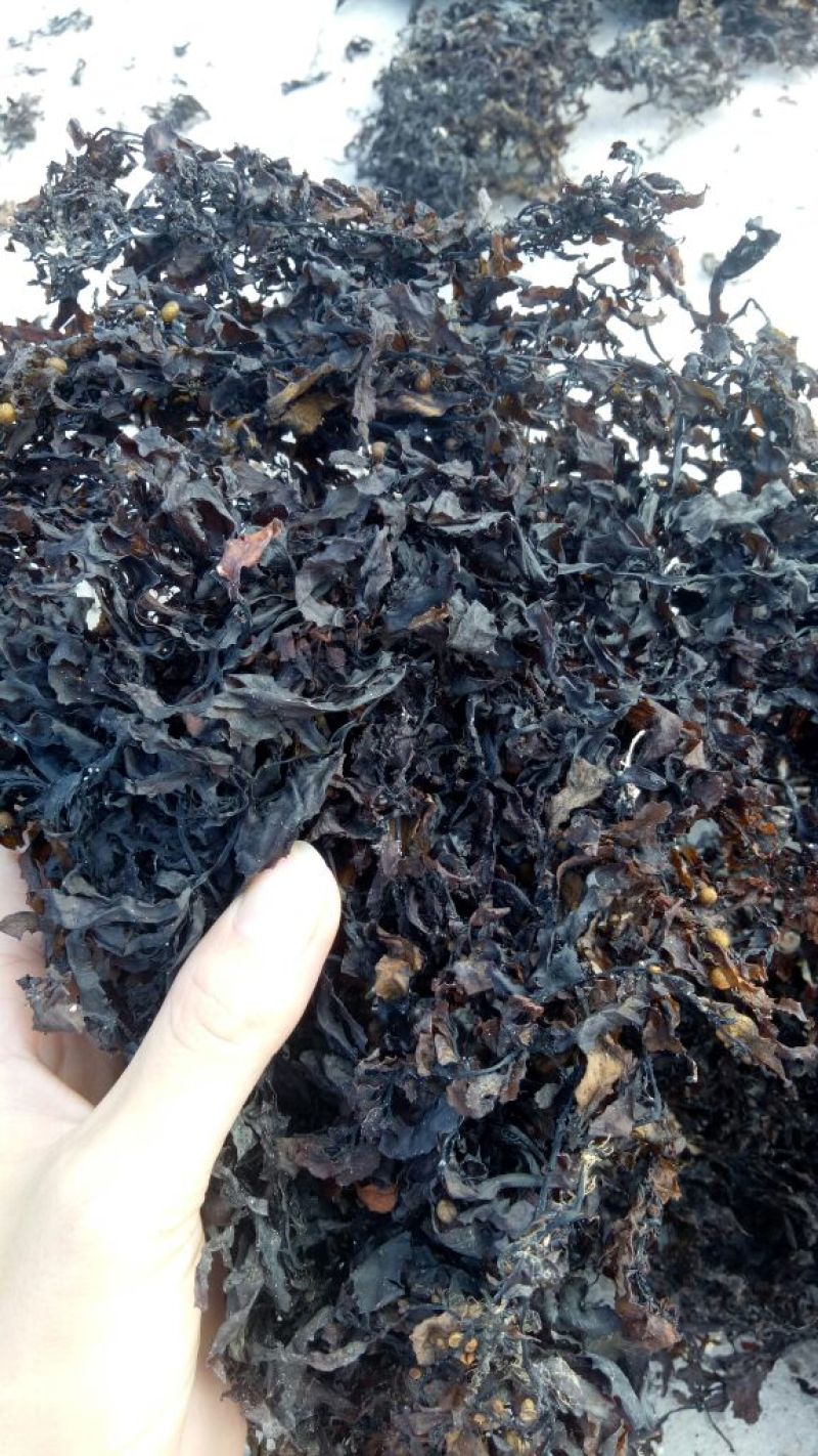 清水洗的海藻，咸水海藻