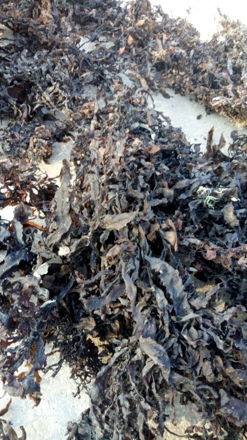 清水洗的海藻，咸水海藻