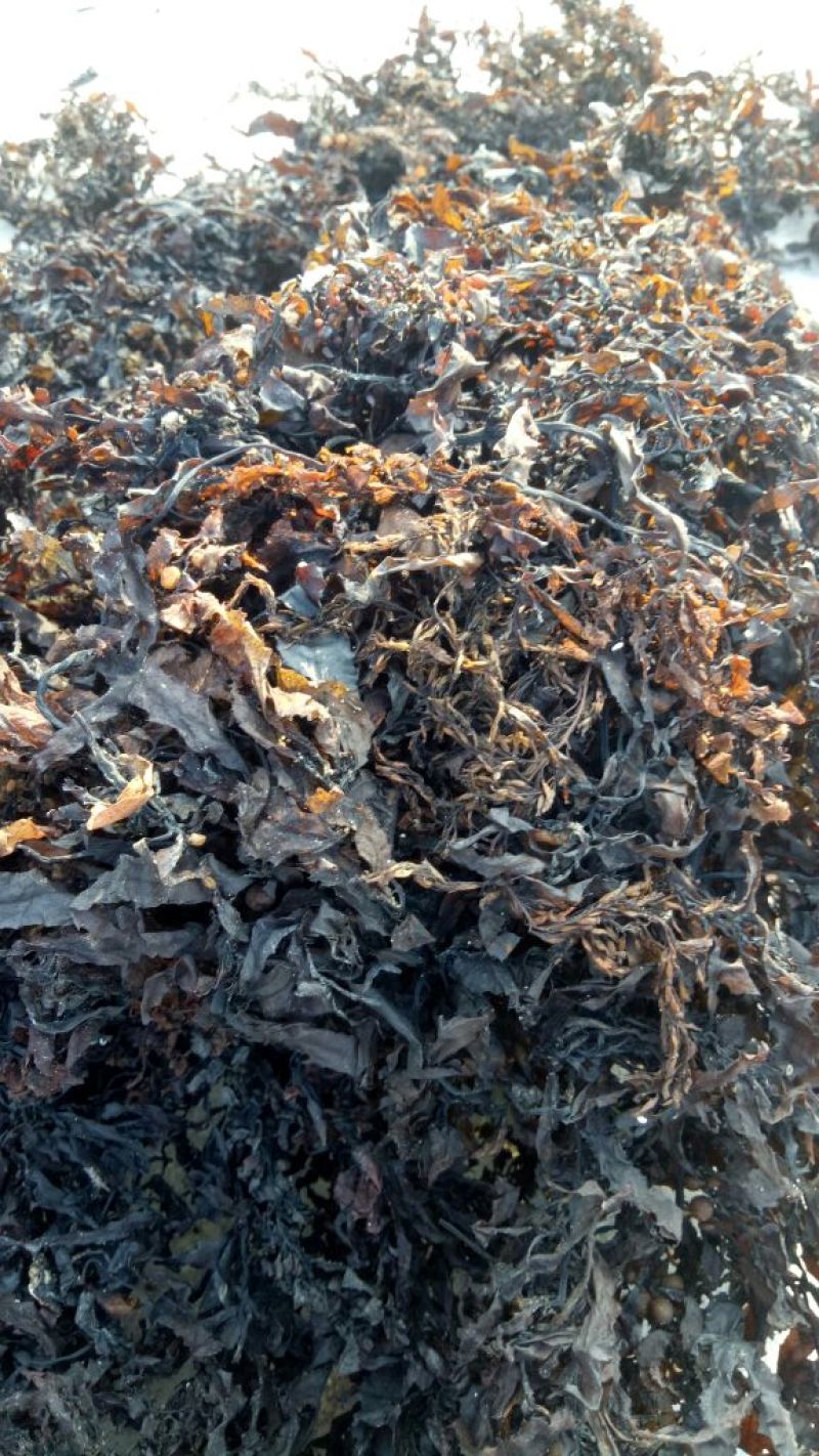 清水洗的海藻，咸水海藻