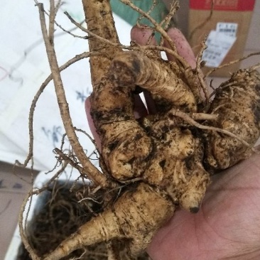 三七块茎，竹节参，竹根七！一斤起发，提供在线视频