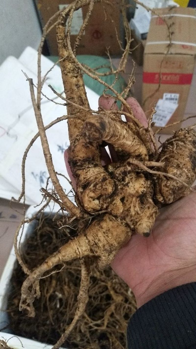 三七块茎，竹节参，竹根七！一斤起发，提供在线视频