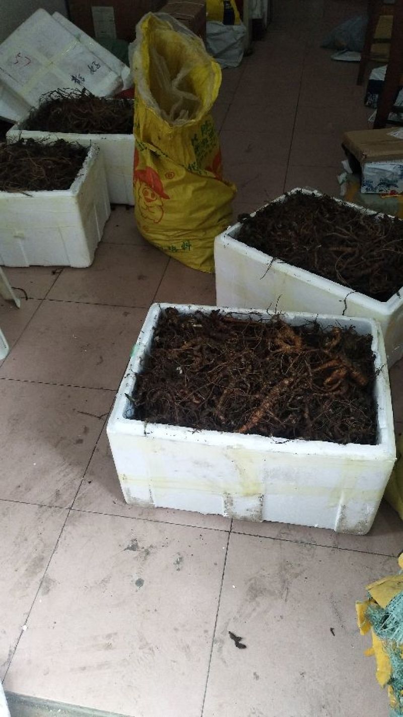 三七块茎，竹节参，竹根七！一斤起发，提供在线视频