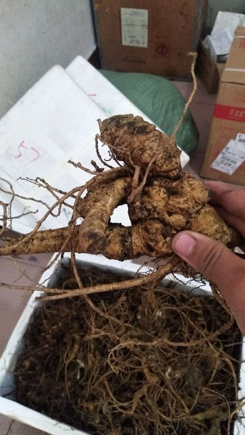 三七块茎，竹节参，竹根七！一斤起发，提供在线视频