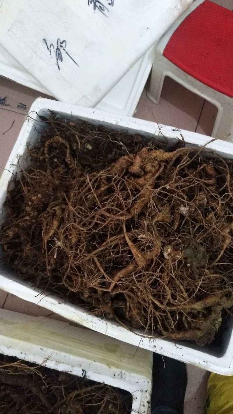 三七块茎，竹节参，竹根七！一斤起发，提供在线视频