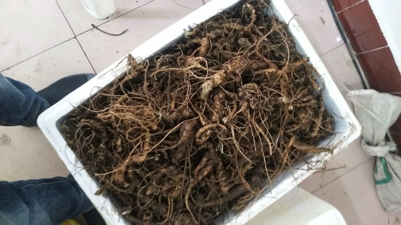 三七块茎，竹节参，竹根七！一斤起发，提供在线视频