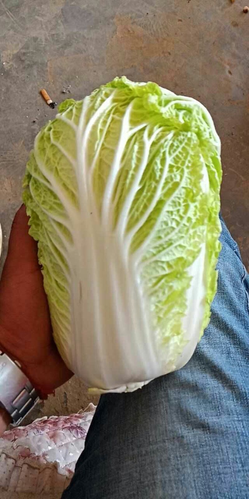 娃娃菜