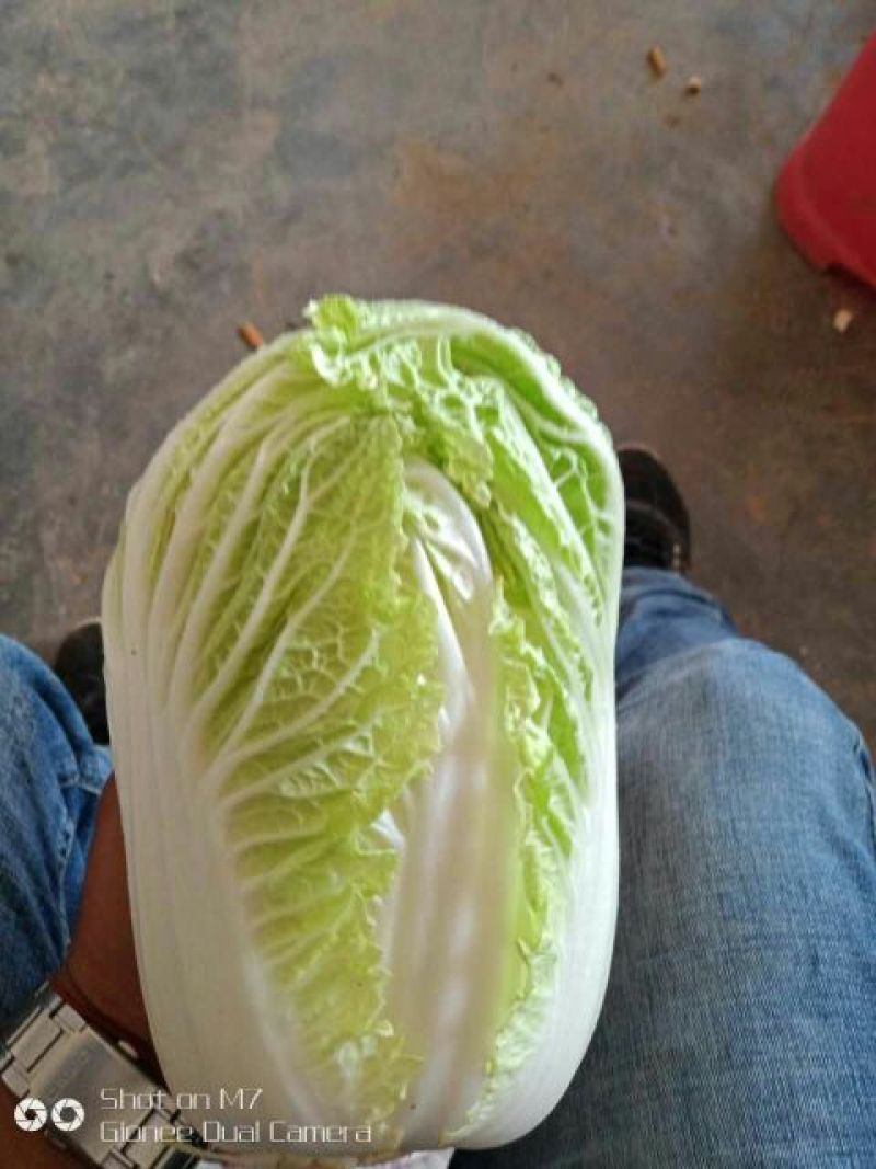 娃娃菜