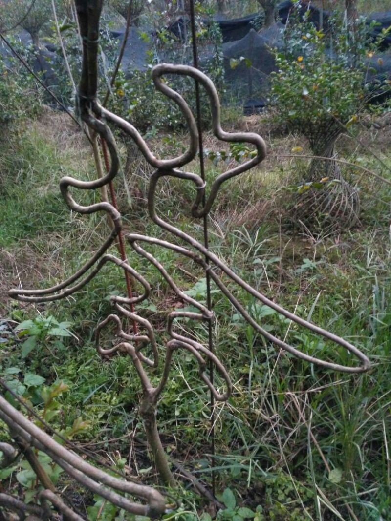 预售茶梅苗（复瓣）高度20厘米左右种植户直销