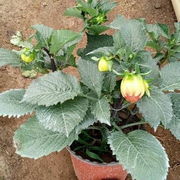 大丽花