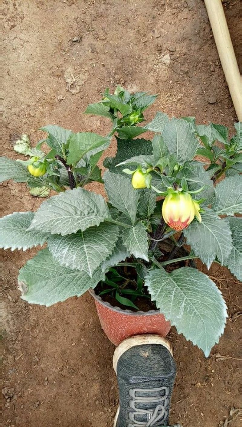 大丽花