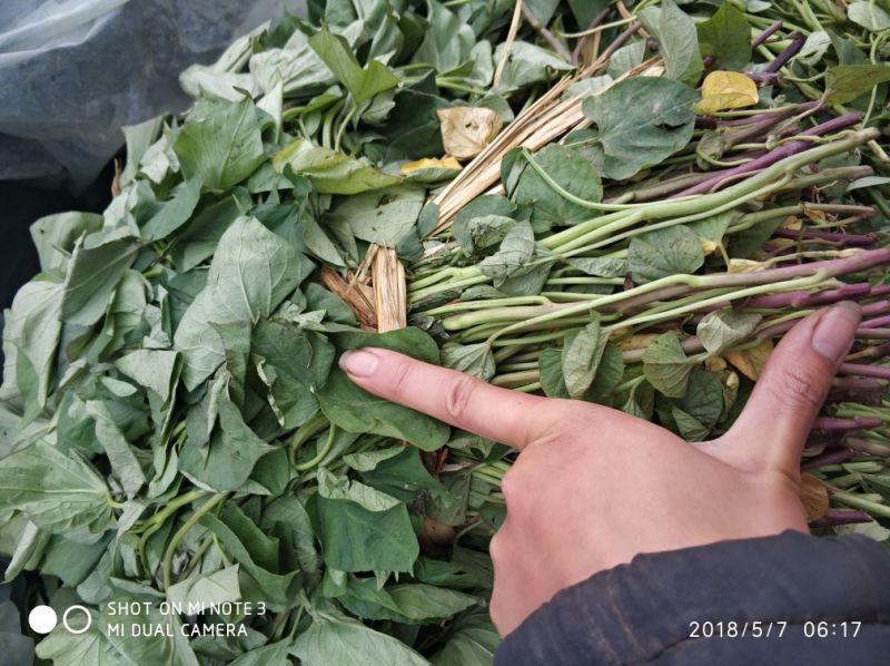红薯苗高淀粉红薯，开花红薯苗，下粉条最理想品种