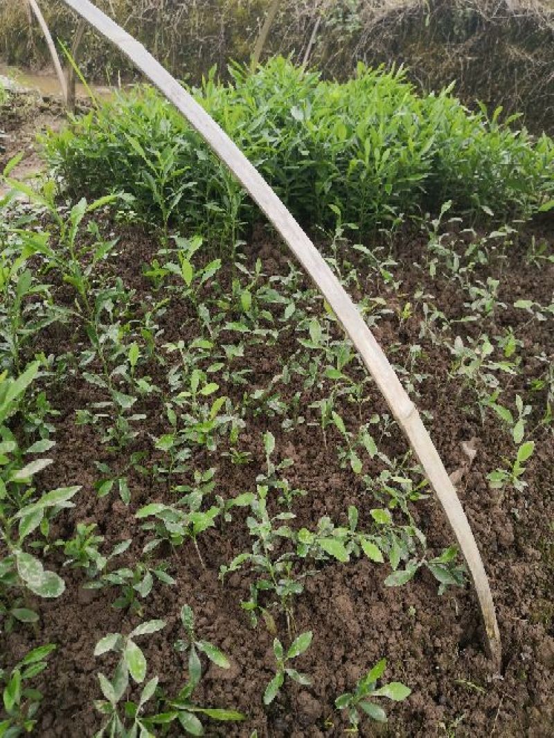 香橙苗小叶软枝香橙苗广西香橙小苗产地直发包成活