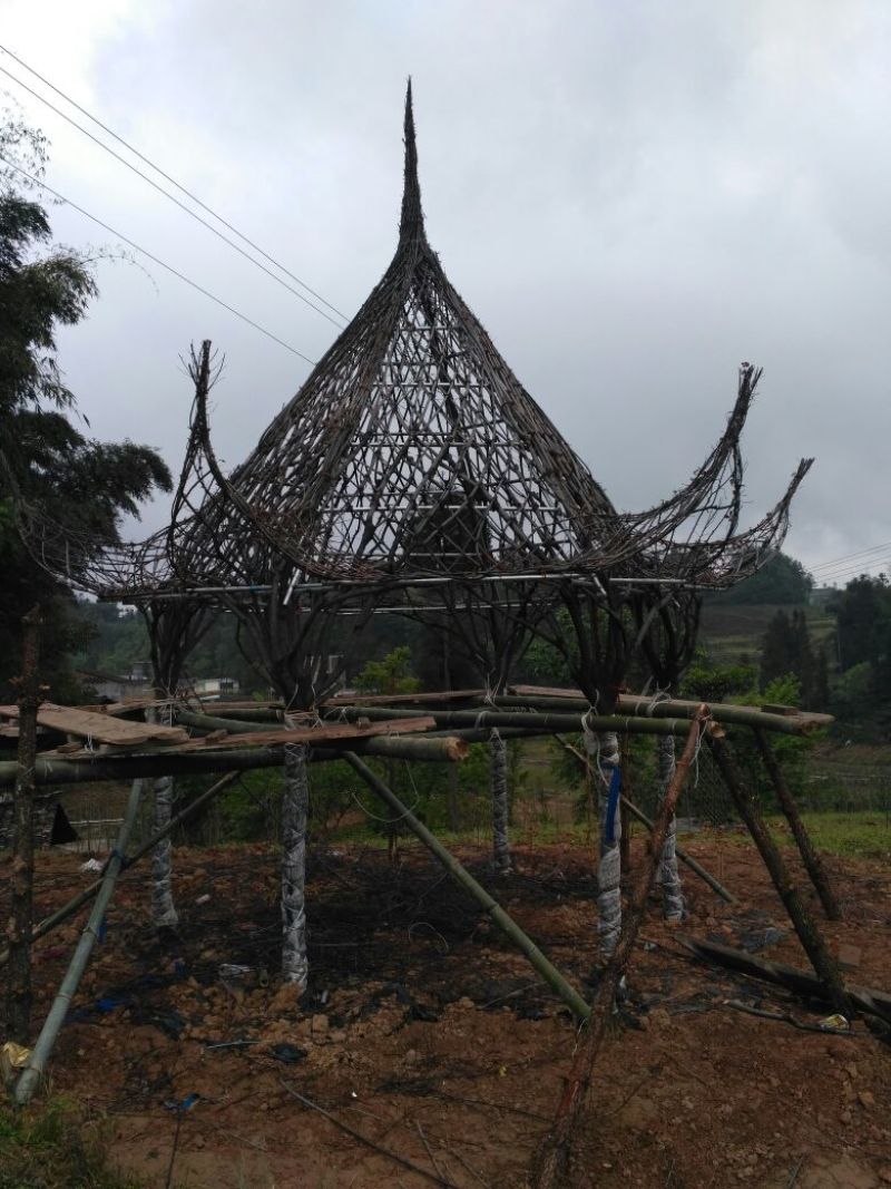 金弹子苗，金弹子，灌木，盆景造型打弯素材基地发货包邮