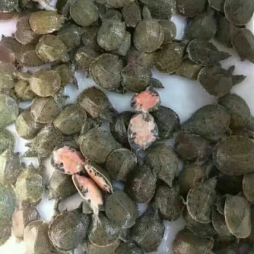 甲鱼苗甲鱼苗批发出售甲鱼苗