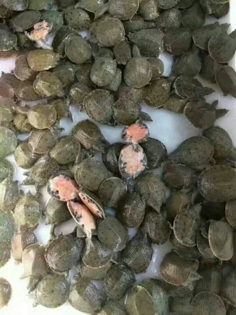 甲鱼苗甲鱼苗批发出售甲鱼苗