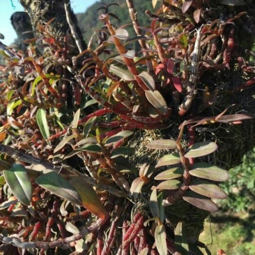 露天近野生铁皮石斛红条鲜条
