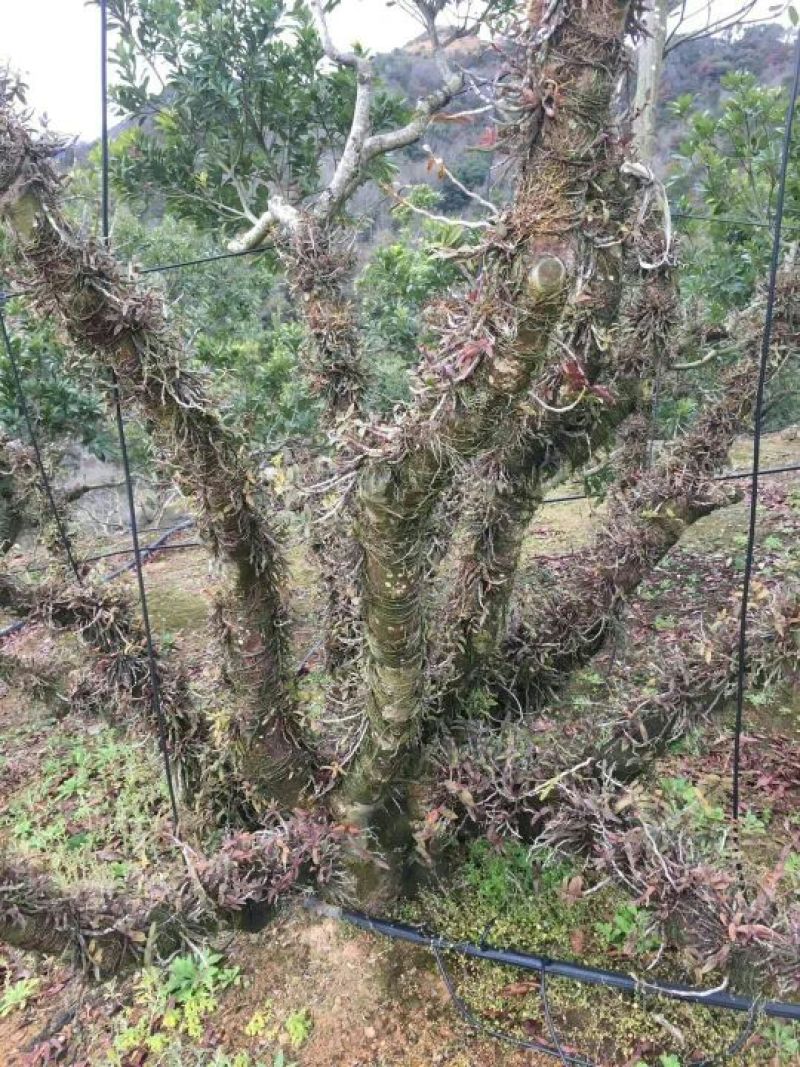 露天近野生铁皮石斛红条鲜条