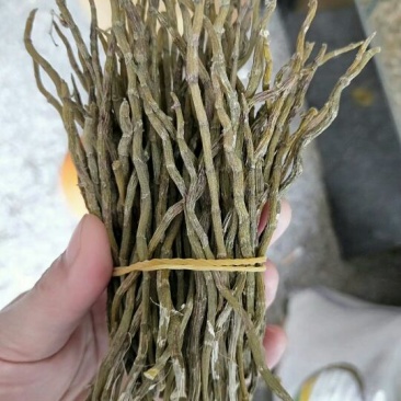 铁皮枫斗雁荡山铁皮石斛烤干条