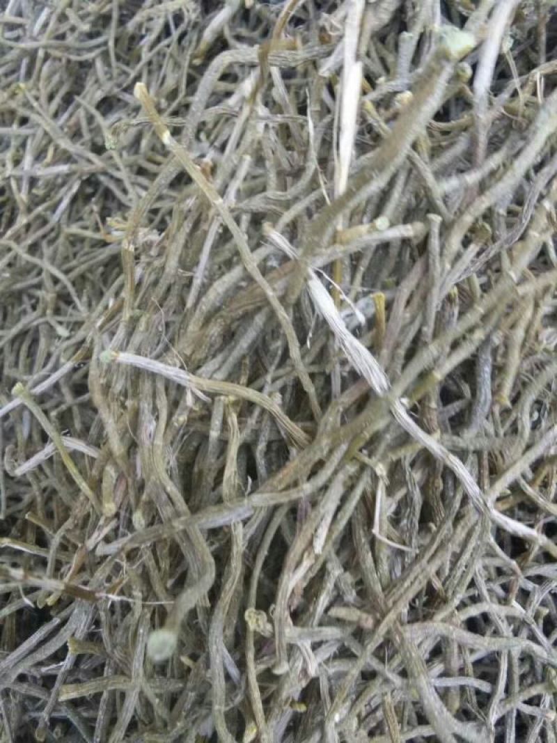 铁皮枫斗雁荡山铁皮石斛烤干条