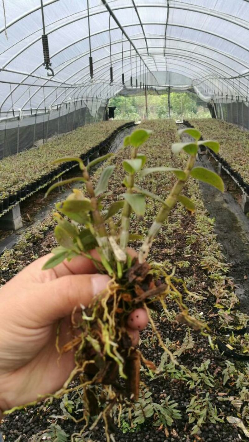 铁皮石斛苗一年苗铁皮石斛驯化苗雁荡山原产地优质品种
