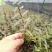 铁皮石斛苗一年苗铁皮石斛驯化苗雁荡山原产地优质品种
