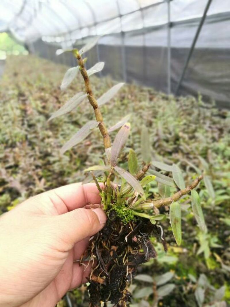 铁皮石斛苗一年苗铁皮石斛驯化苗雁荡山原产地优质品种