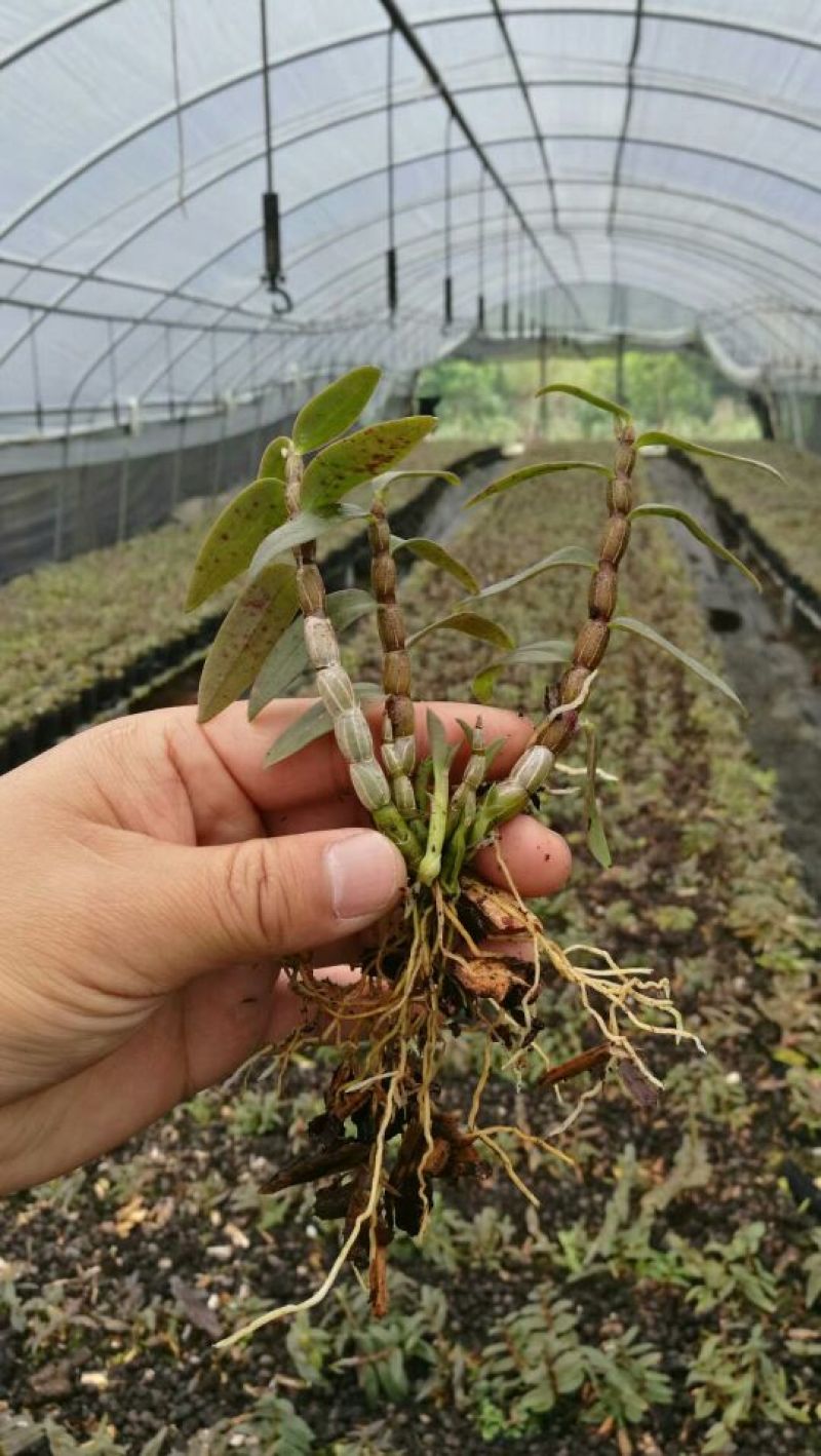 铁皮石斛苗一年苗铁皮石斛驯化苗雁荡山原产地优质品种