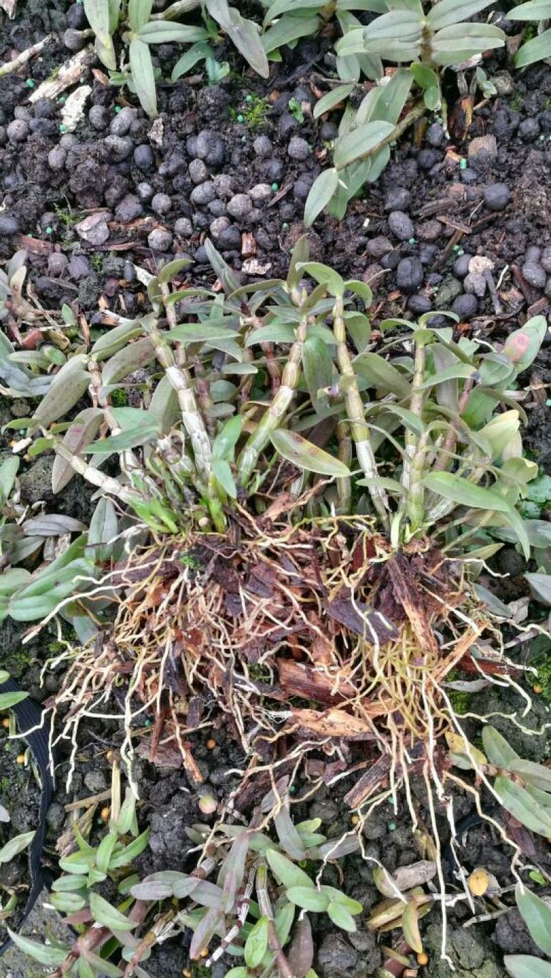 铁皮石斛苗一年苗铁皮石斛驯化苗雁荡山原产地优质品种