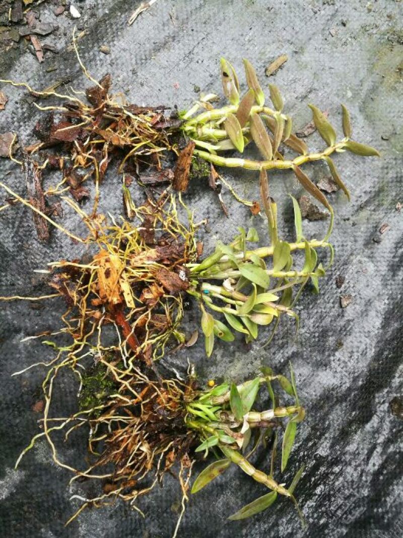 铁皮石斛苗一年苗铁皮石斛驯化苗雁荡山原产地优质品种