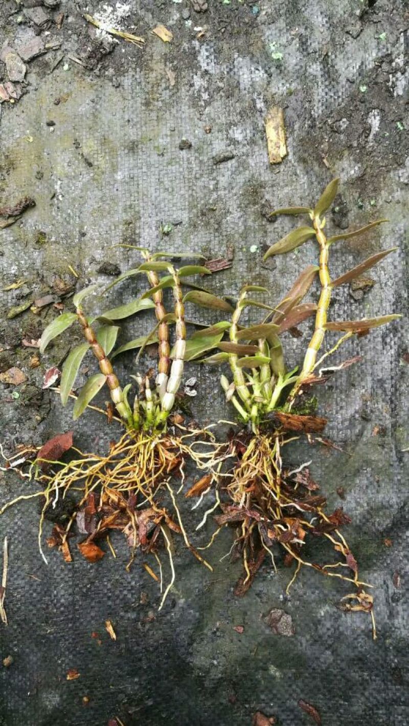 铁皮石斛苗一年苗铁皮石斛驯化苗雁荡山原产地优质品种