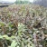 铁皮石斛苗一年苗铁皮石斛驯化苗雁荡山原产地优质品种