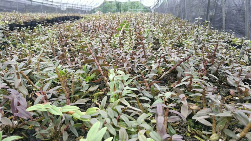 铁皮石斛苗一年苗铁皮石斛驯化苗雁荡山原产地优质品种