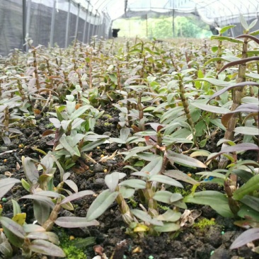 铁皮石斛苗一年苗铁皮石斛驯化苗雁荡山原产地优质品种