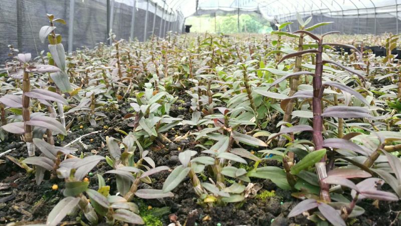 铁皮石斛苗一年苗铁皮石斛驯化苗雁荡山原产地优质品种