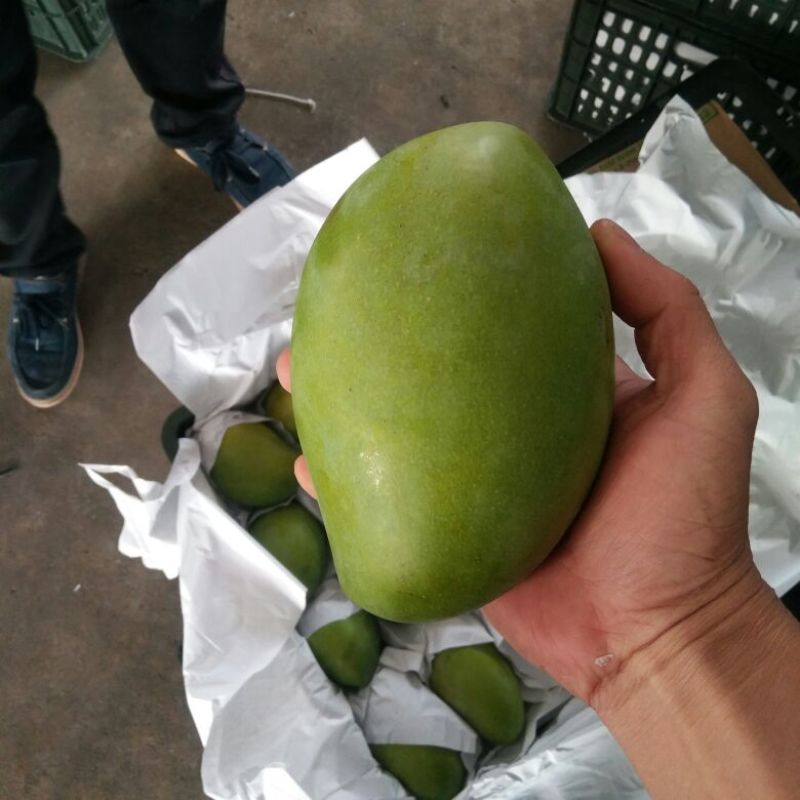 玉芒7两以上