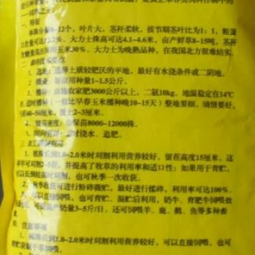 大力士甜高粱种子