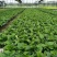 110#绿叶绿营2.4元/盆