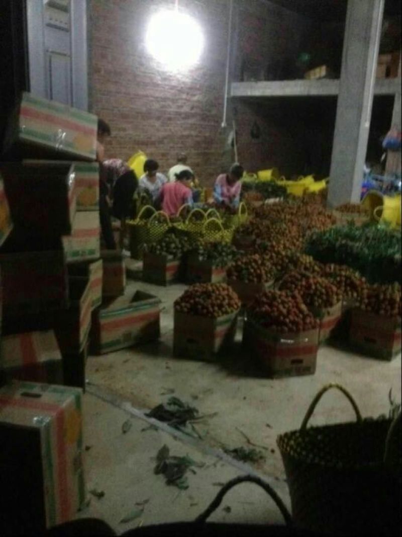 海南妃子笑荔枝万亩基地果园直销欢迎咨询采购