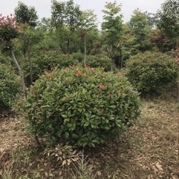 红叶石楠球80cm以上