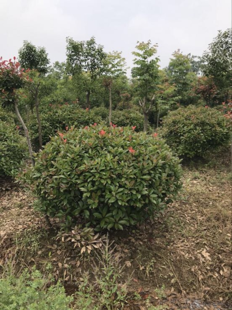 红叶石楠球80cm以上