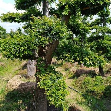 造型榆树桩