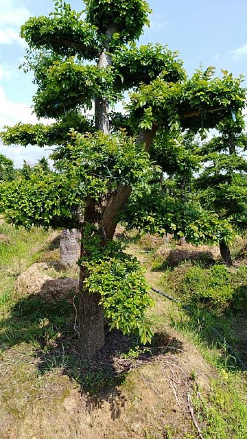 造型榆树桩