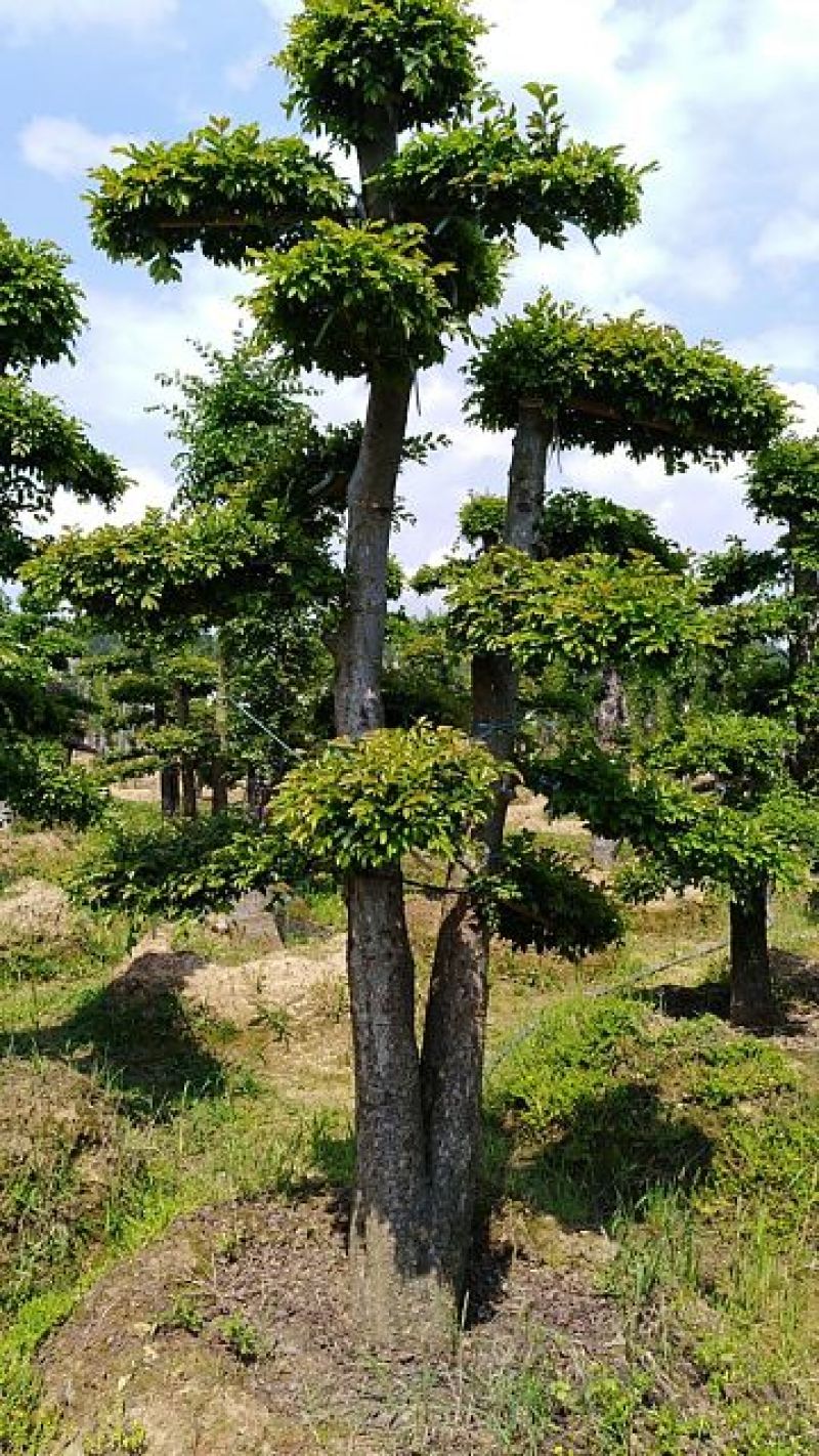 造型榆树桩