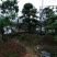 杜英树桩