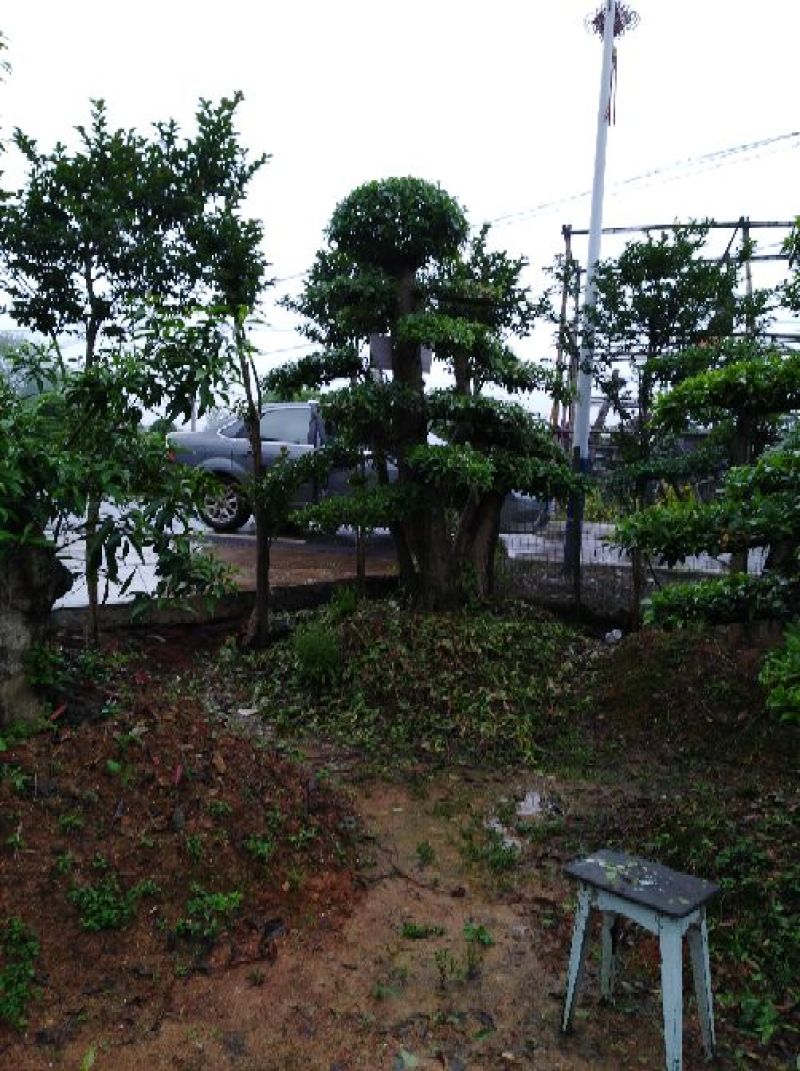 杜英树桩