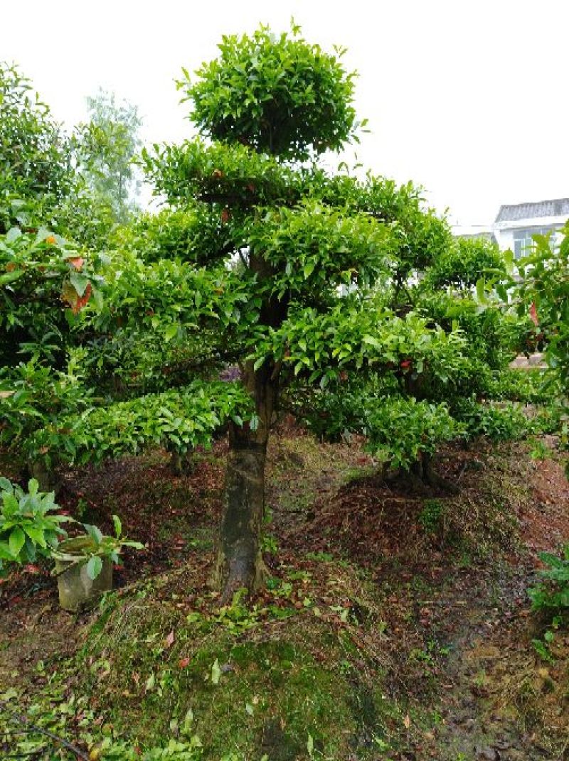 杜英树桩