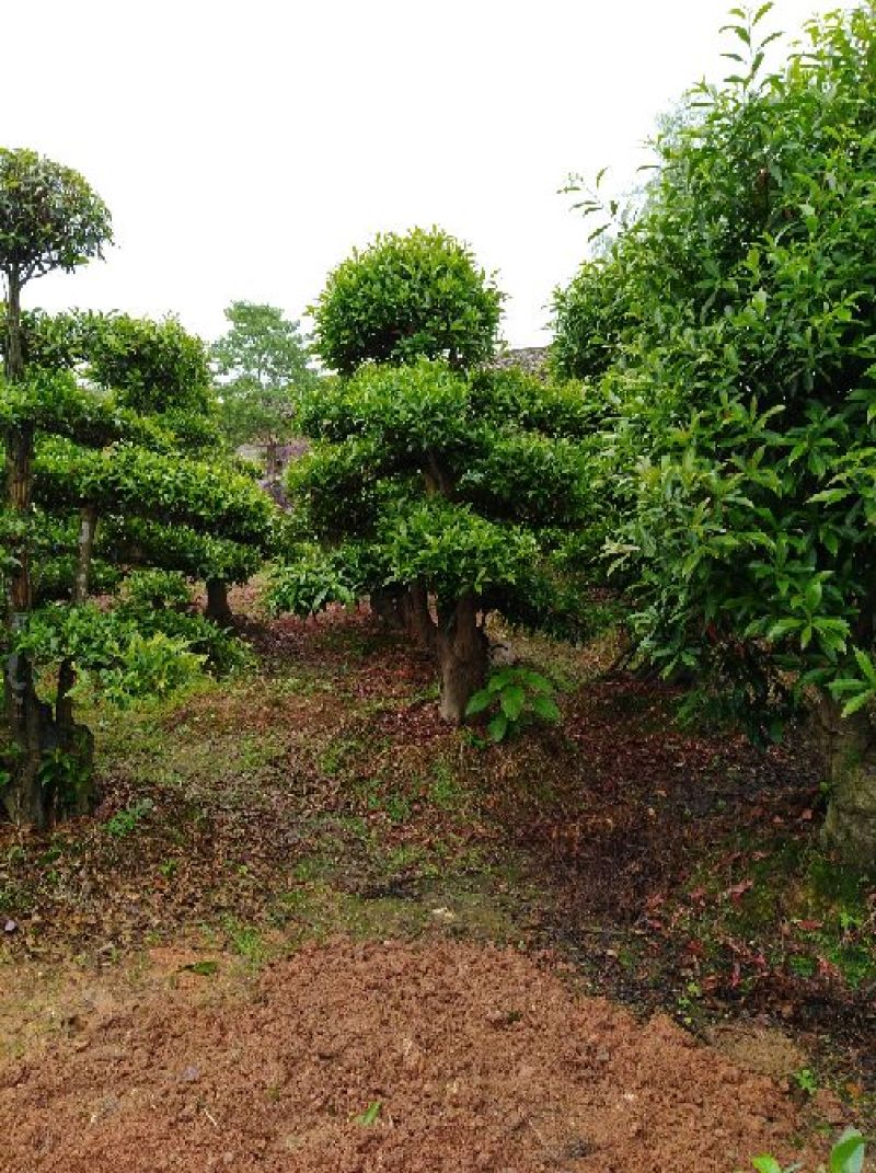 杜英树桩